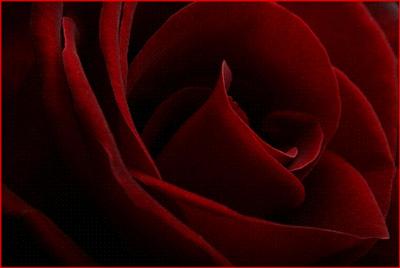 Rose1