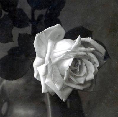 Rose2