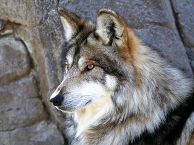 wolf