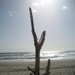 Driftwood