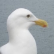 Seagull