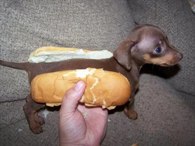 Perrito