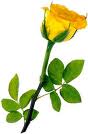 Flower 21
