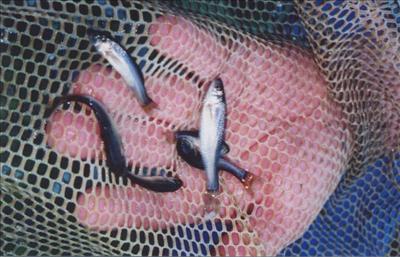 minnow