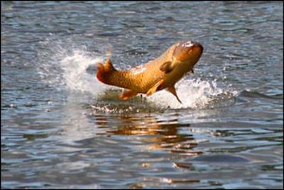 carp