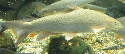 barbel