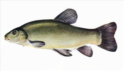 tench