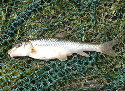 gudgeon