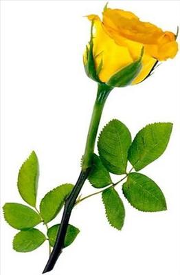 YELLOW (frndshp)