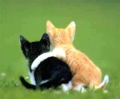 cats in love <3 