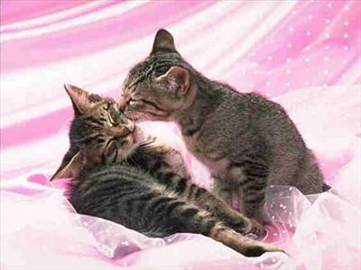 cat kiss <3