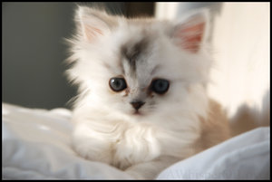 white cat <3