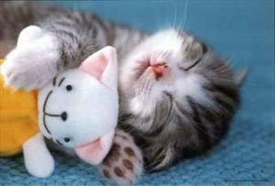 sleeping cute cat <3 