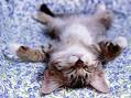 sleepy cat 
