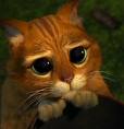 Kedi