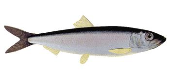 silakka