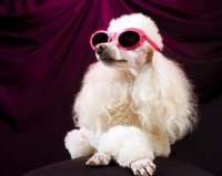 Snob