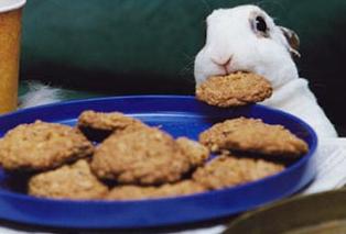 Some bunny steals your cookies