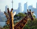 Taronga Zoo
