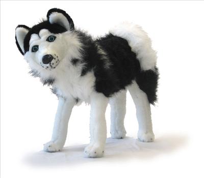 Husky