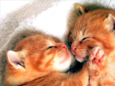 fortunato in amore