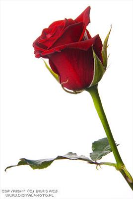 UNA FLOR