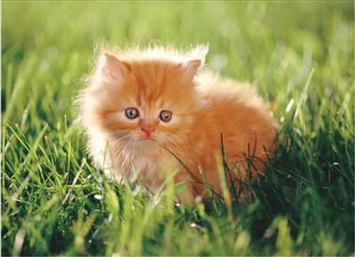 Kitty
