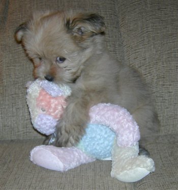 A puppy