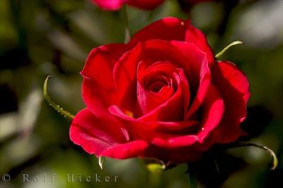 Flower=)
