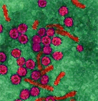 Hepadnavirus