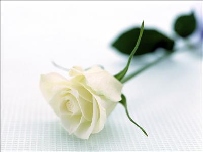 White Rose