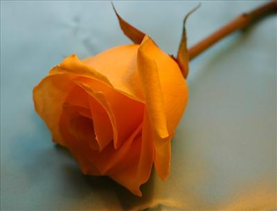 Orange Rose