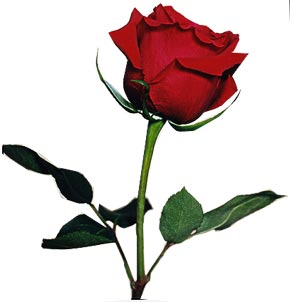 Red Rose