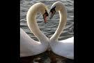 swans