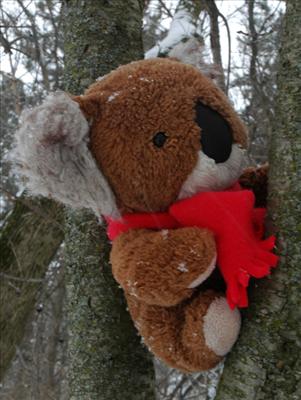 Tree-climbing Raskolnikov