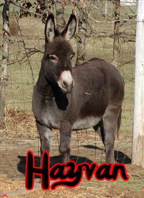 Hayvan