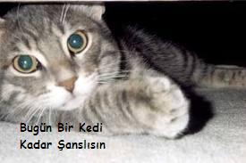 Çok Şanslısın :)
