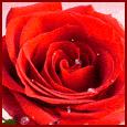 Red Rose