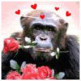 Monkey Love