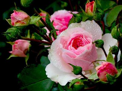good evening