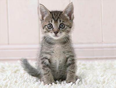 Kitten