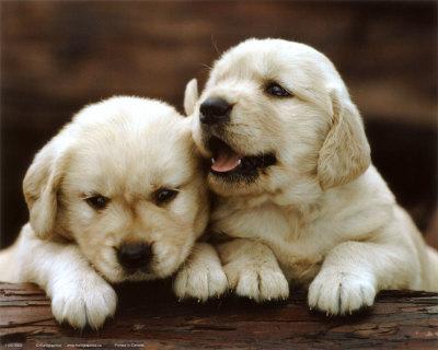 Puppy  4
