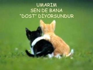 dost