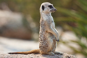 meerkat