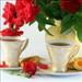 çay