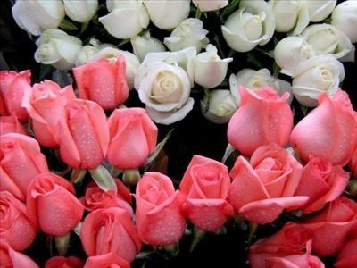  bulaklak