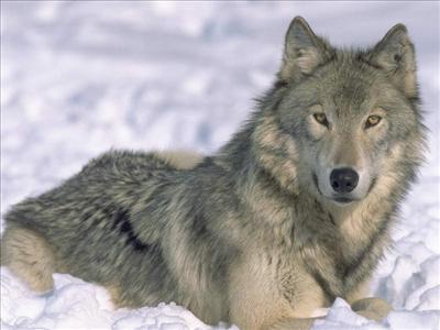 Wolf