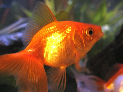 GoldFish