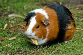Guinea pig