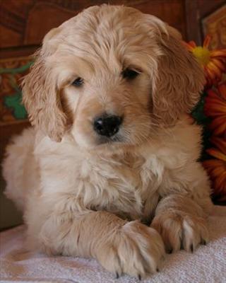 Puppy 6
